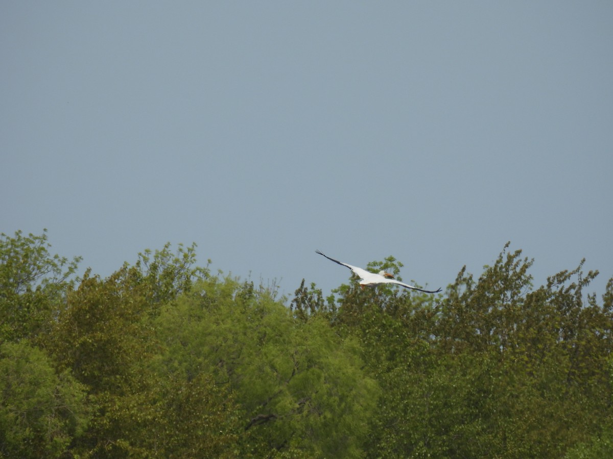 American White Pelican - ML636755314