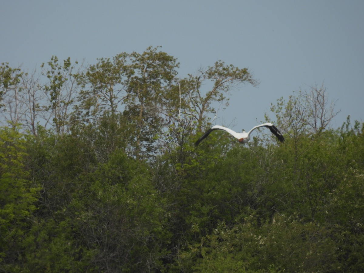 American White Pelican - ML636755316