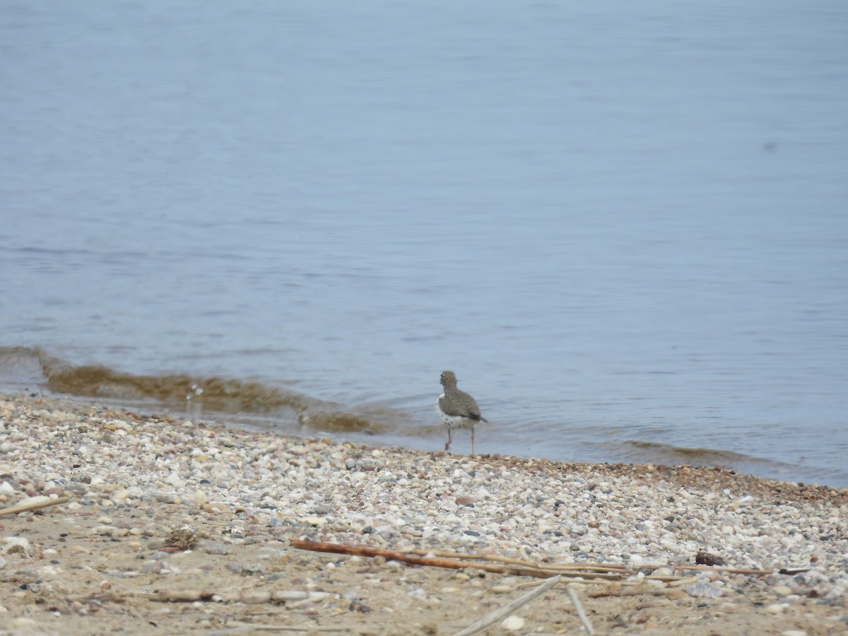 Spotted Sandpiper - ML636755331