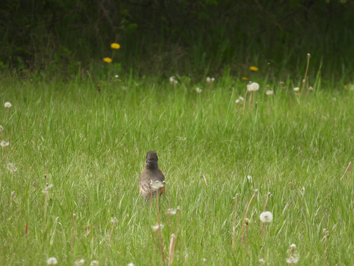 American Robin - ML636755356