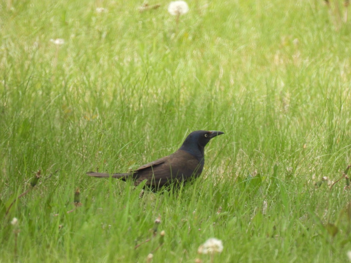 Common Grackle (Bronzed) - ML636755370