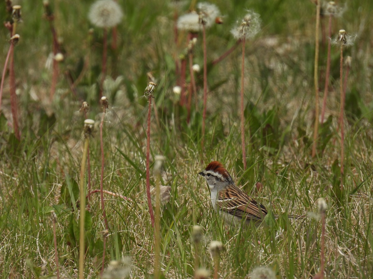 Chipping Sparrow - ML636755382