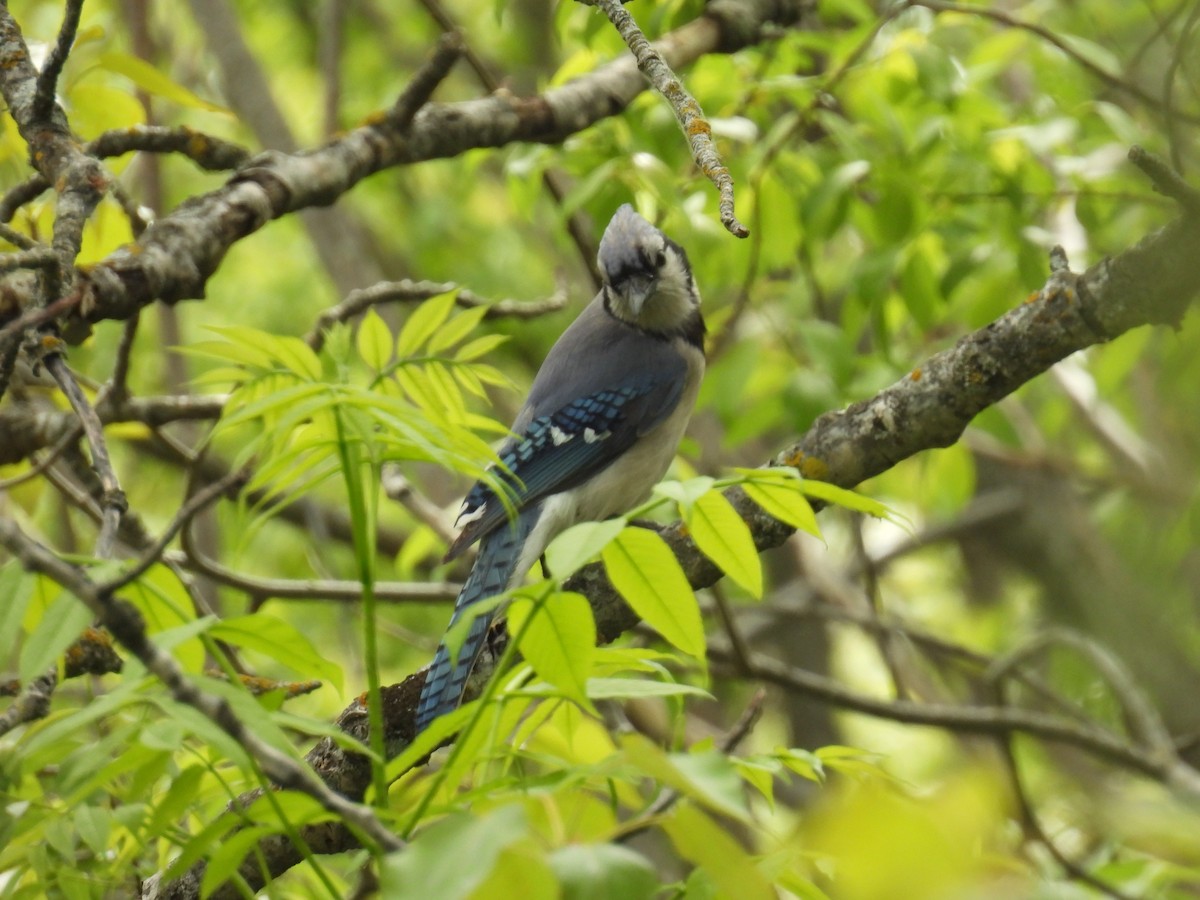 Blue Jay - ML636755392