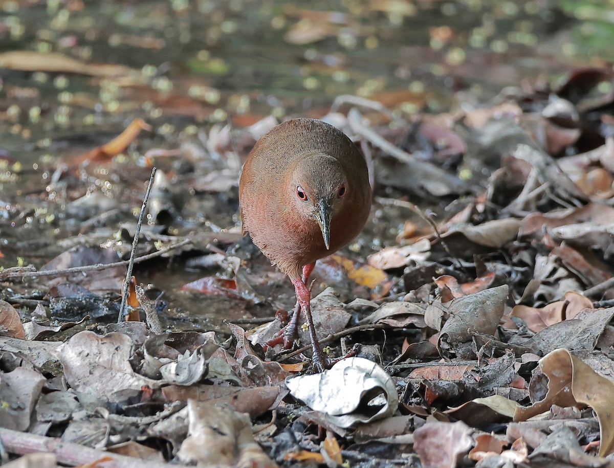 Uniform Crake - ML636755400