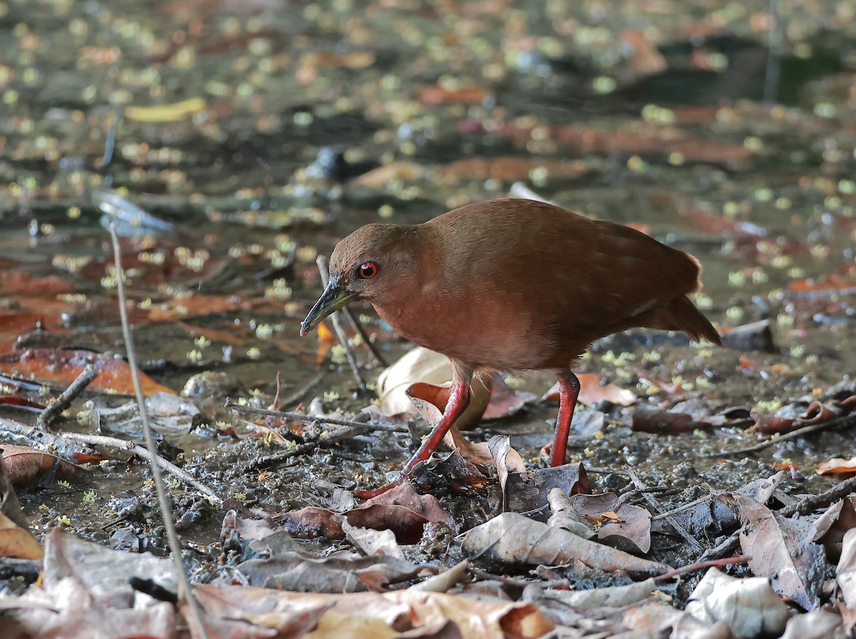 Uniform Crake - ML636755401