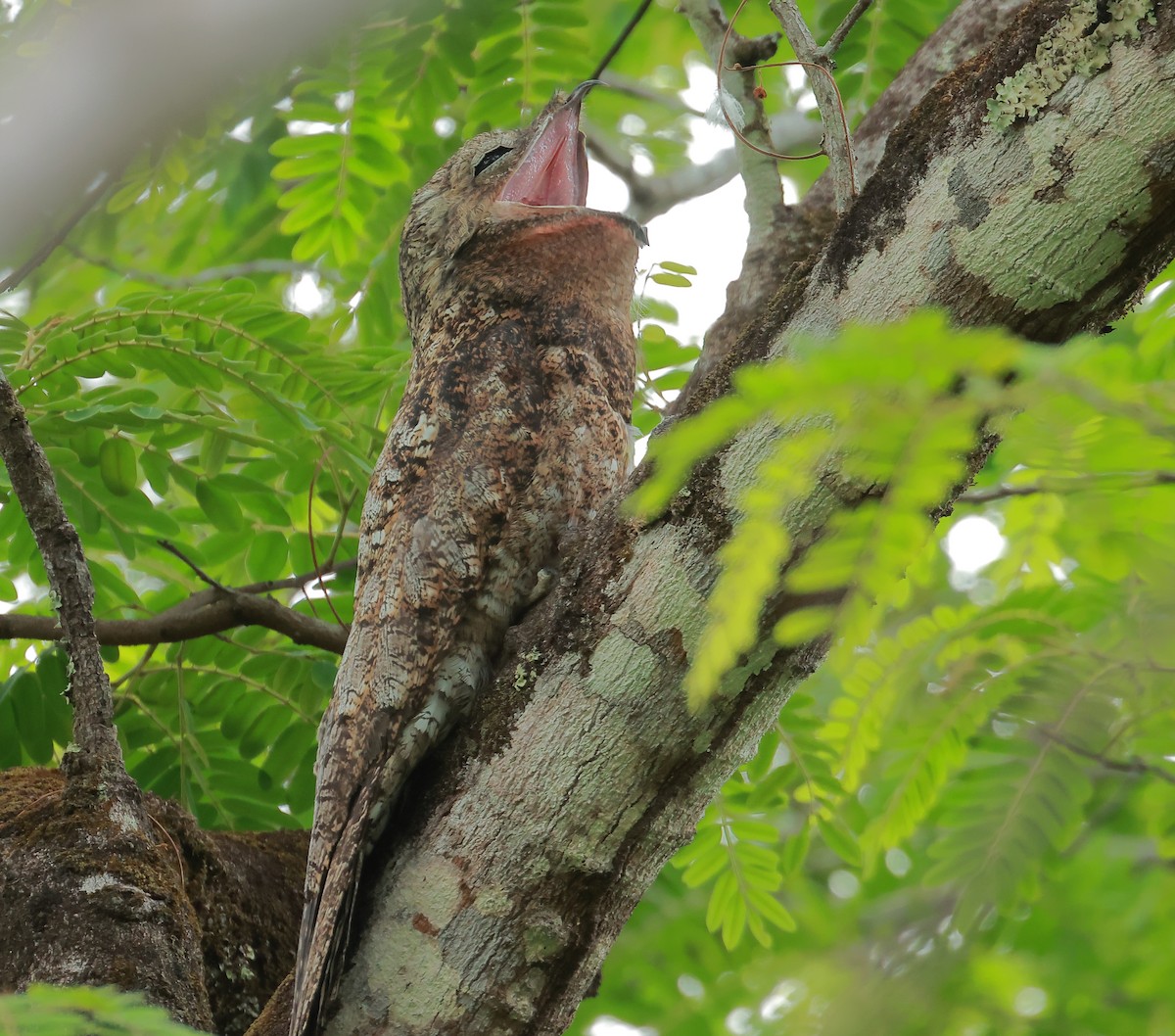 Great Potoo - ML636755413