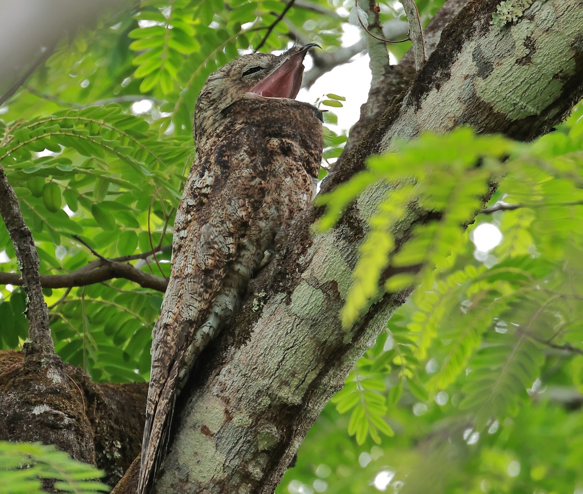 Great Potoo - ML636755415
