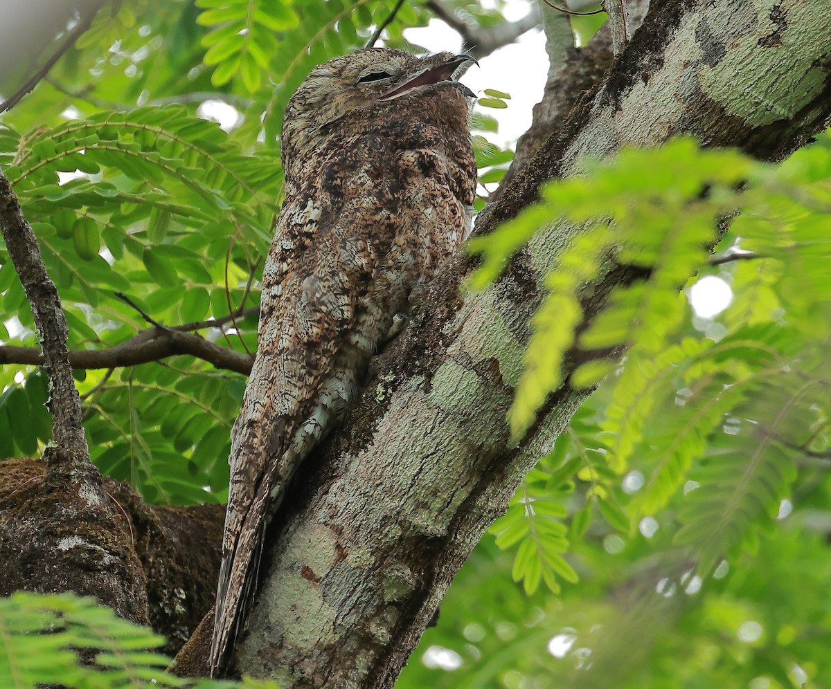 Great Potoo - ML636755416