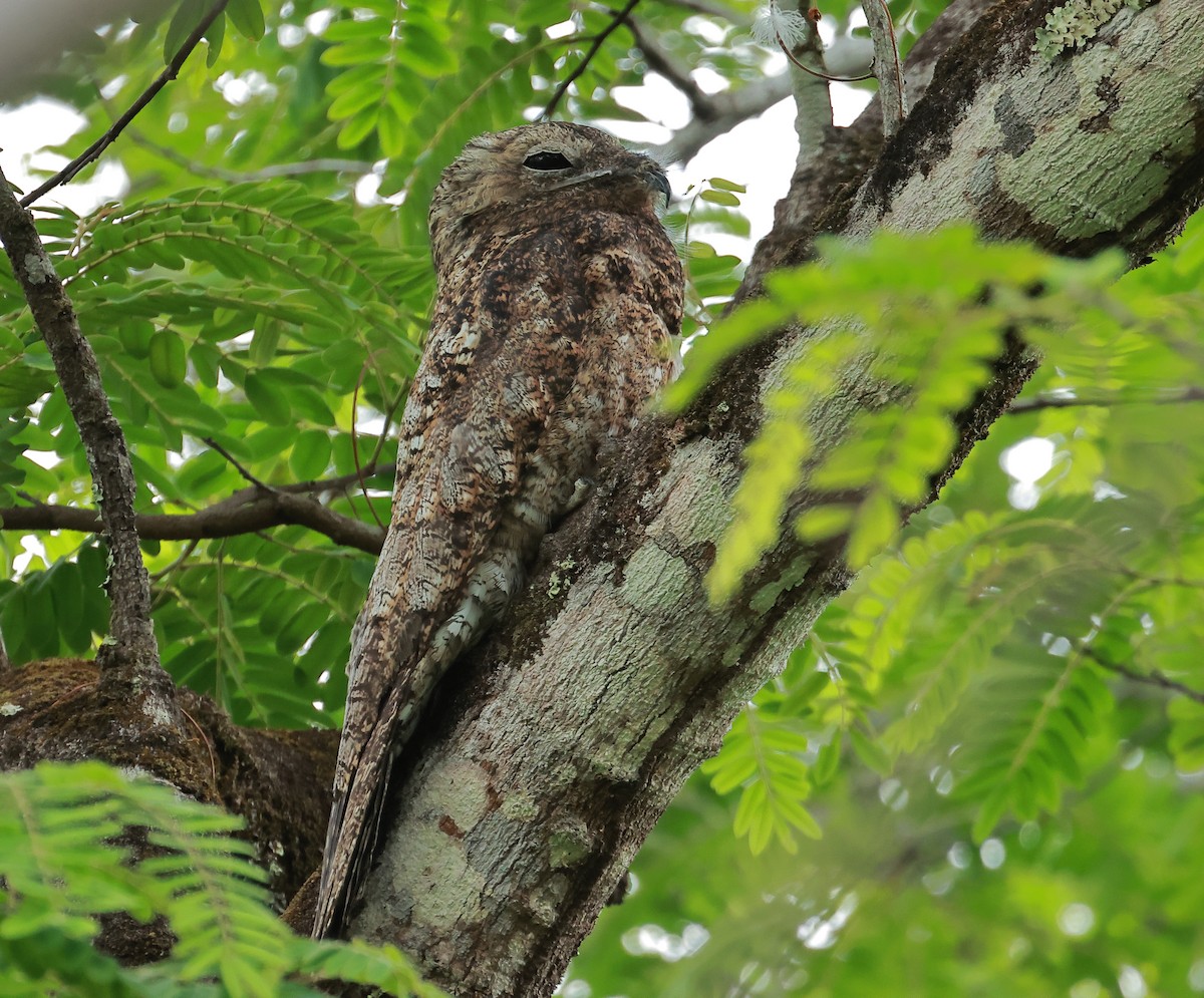 Great Potoo - ML636755417