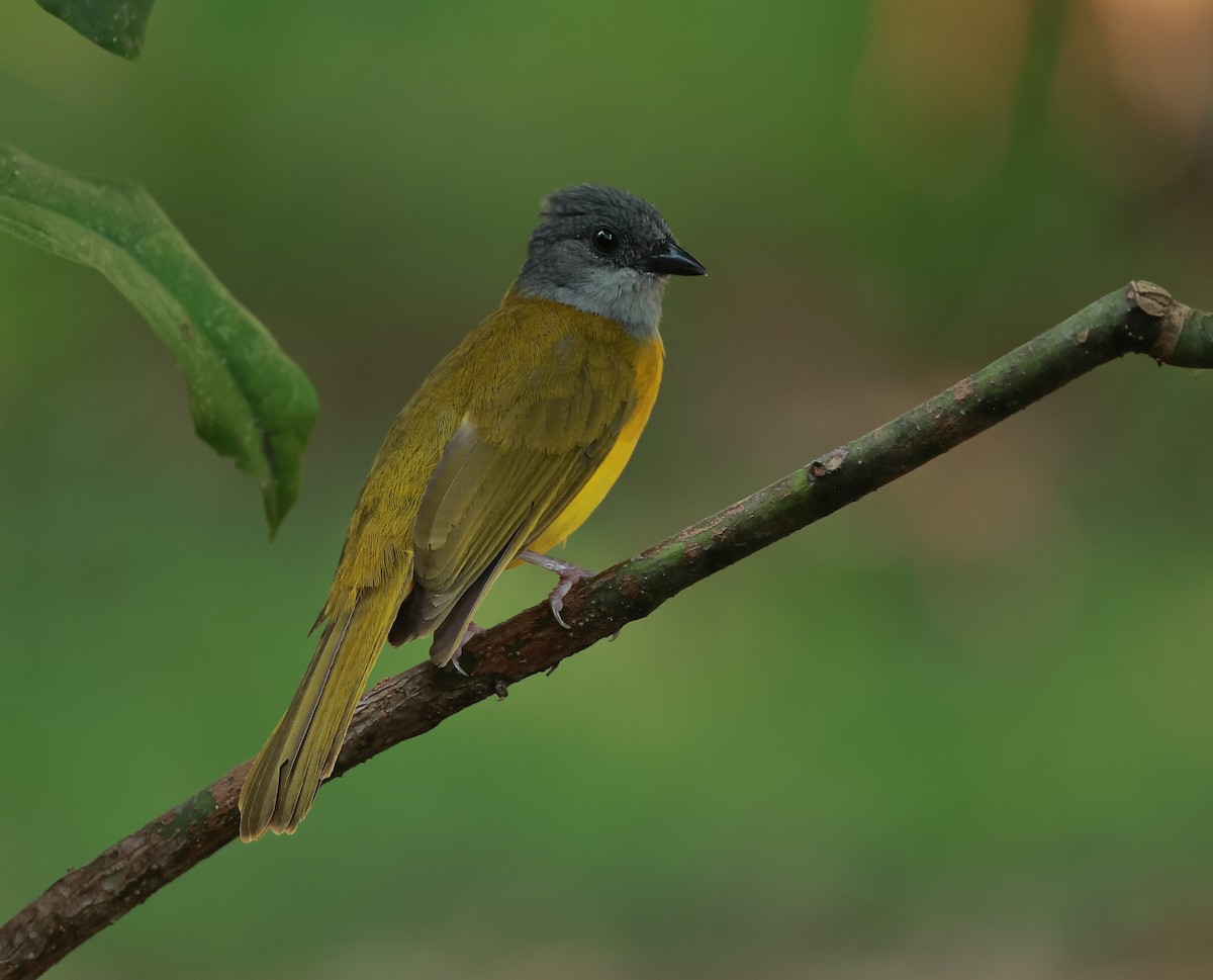 Gray-headed Tanager - ML636755428