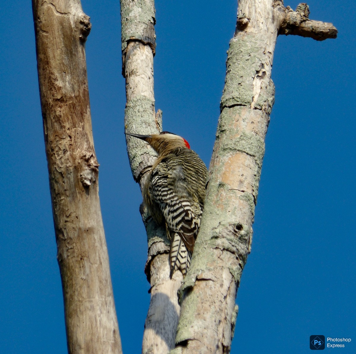 West Indian Woodpecker - ML636755450