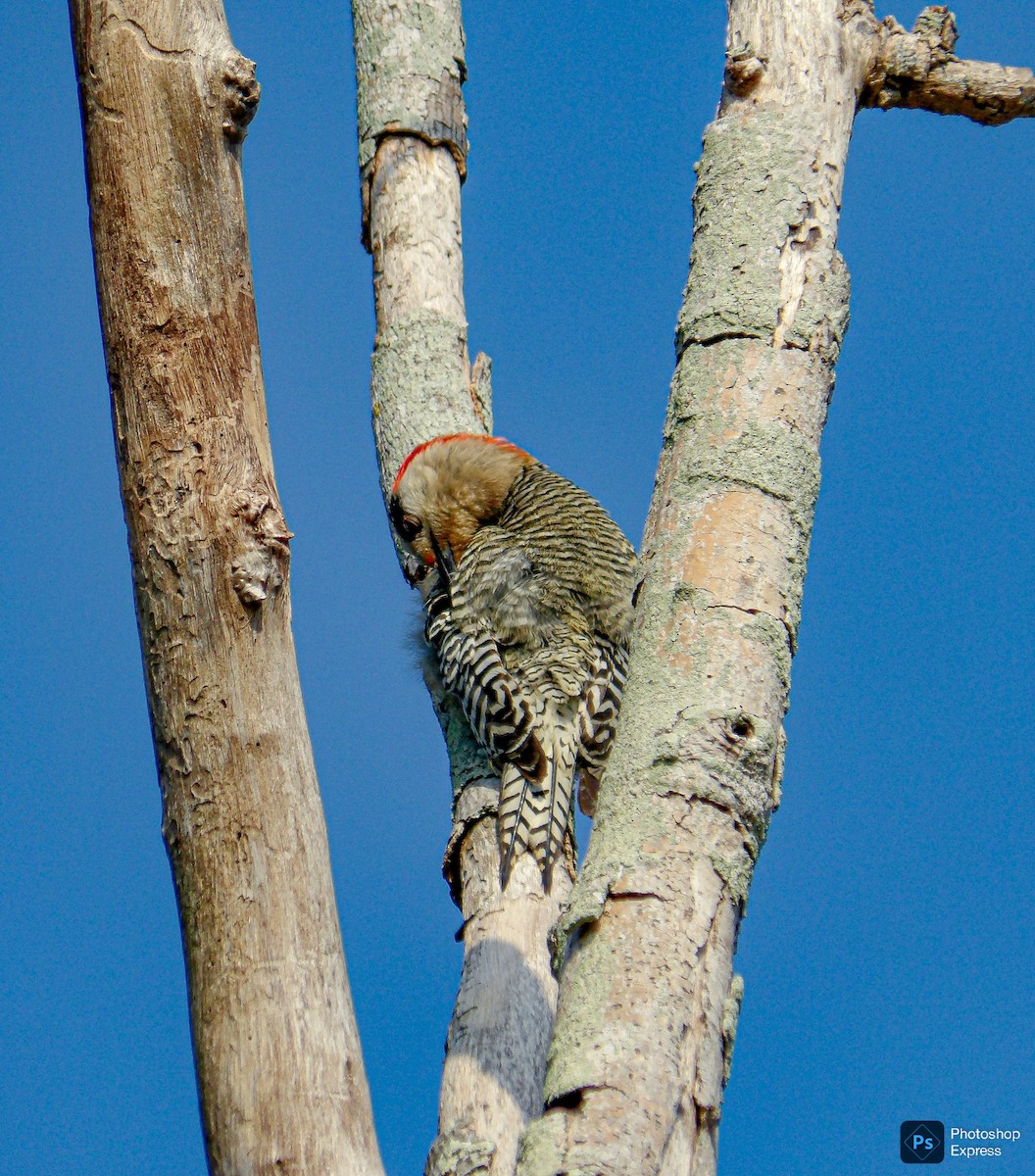 West Indian Woodpecker - ML636755451