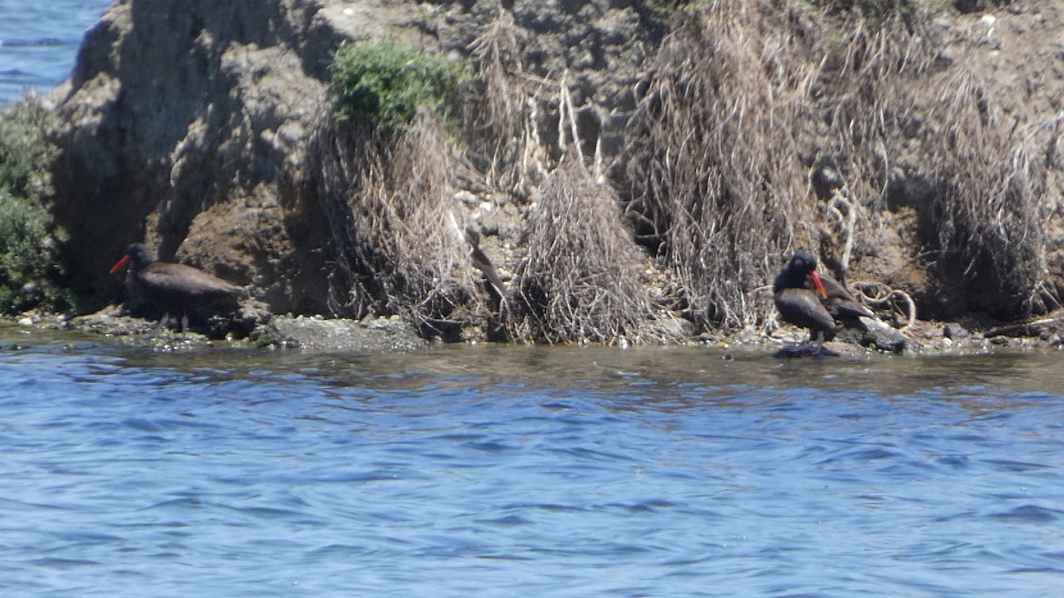 Black Oystercatcher - ML636755453