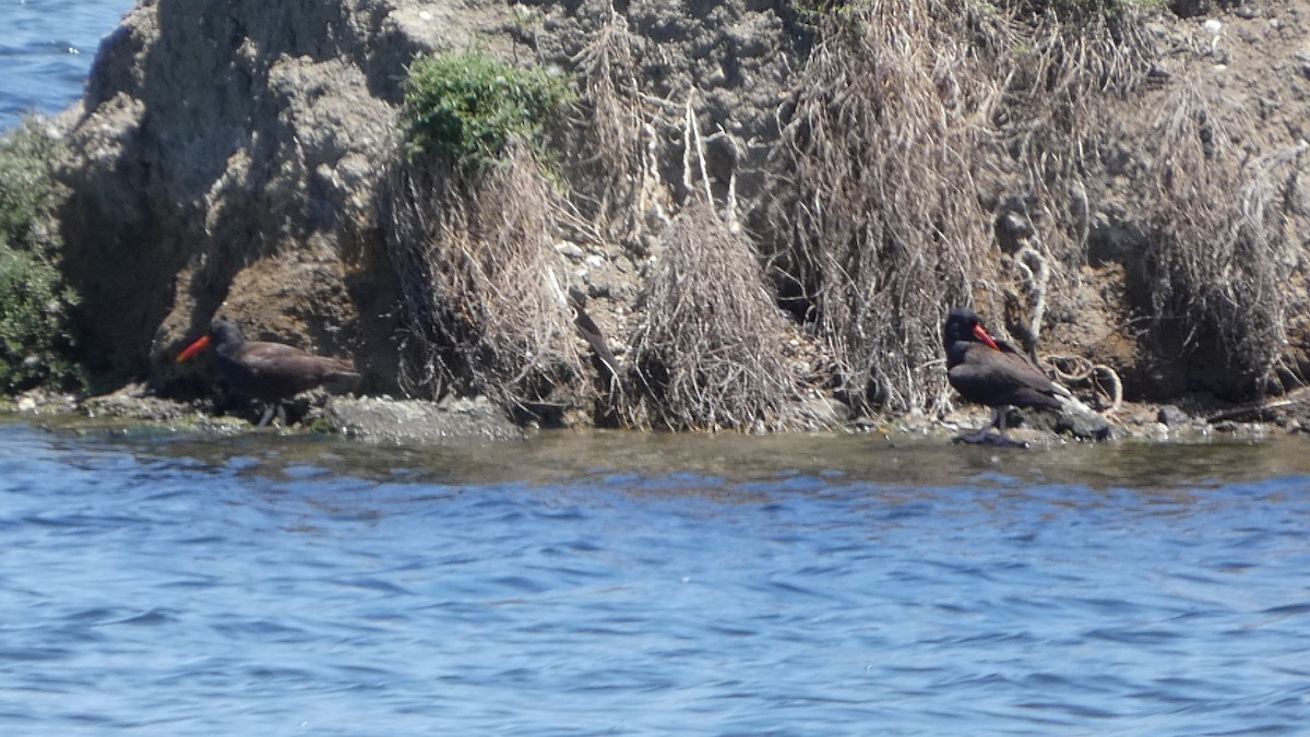 Black Oystercatcher - ML636755454