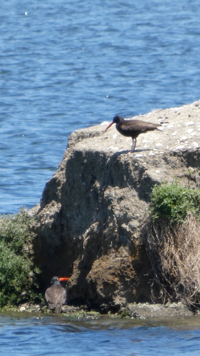 Black Oystercatcher - ML636755455