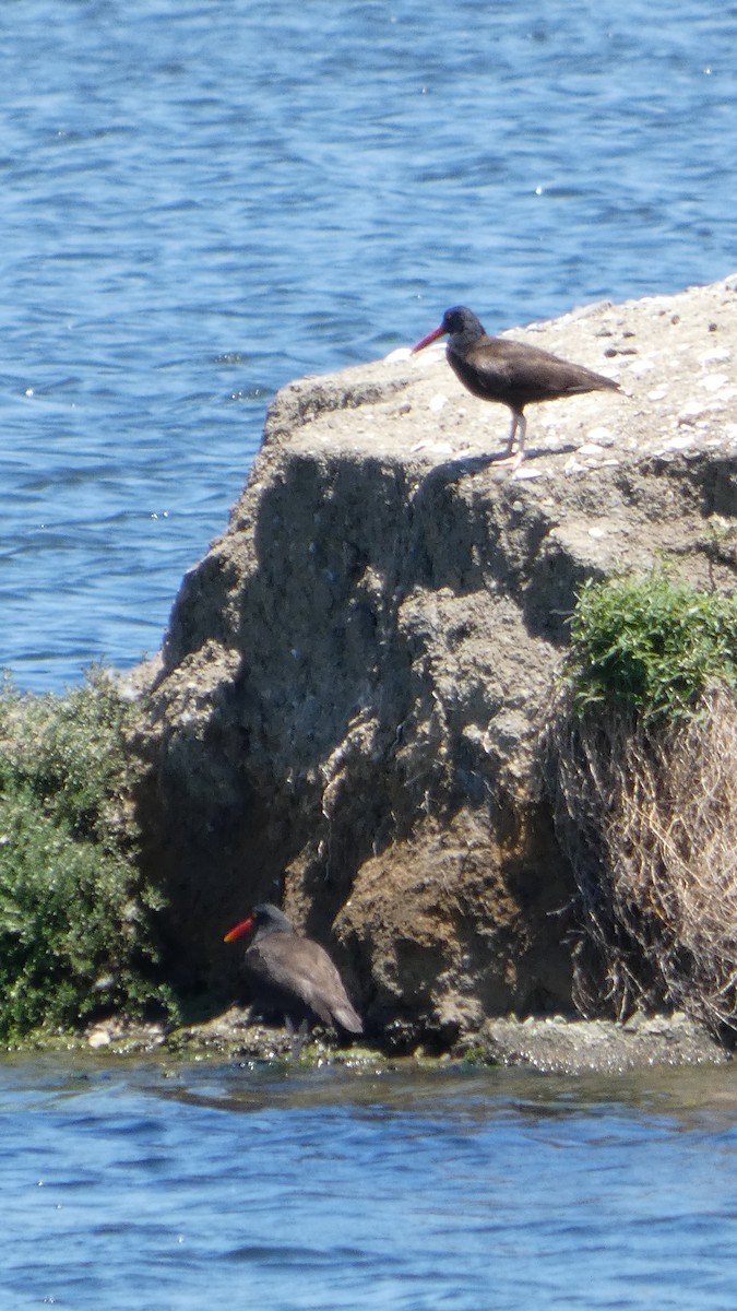 Black Oystercatcher - ML636755456