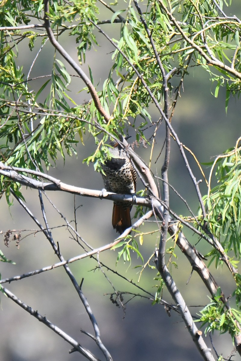 Guatemalan Flicker - ML636755460
