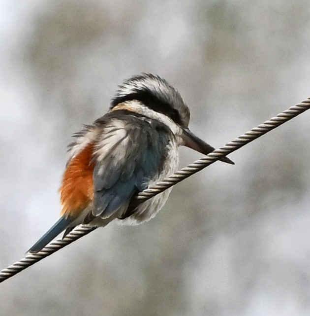 Red-backed Kingfisher - ML636755469