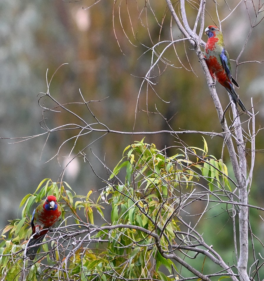 Crimson Rosella (Crimson) - ML636755483