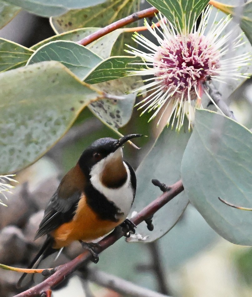 Eastern Spinebill - ML636755490