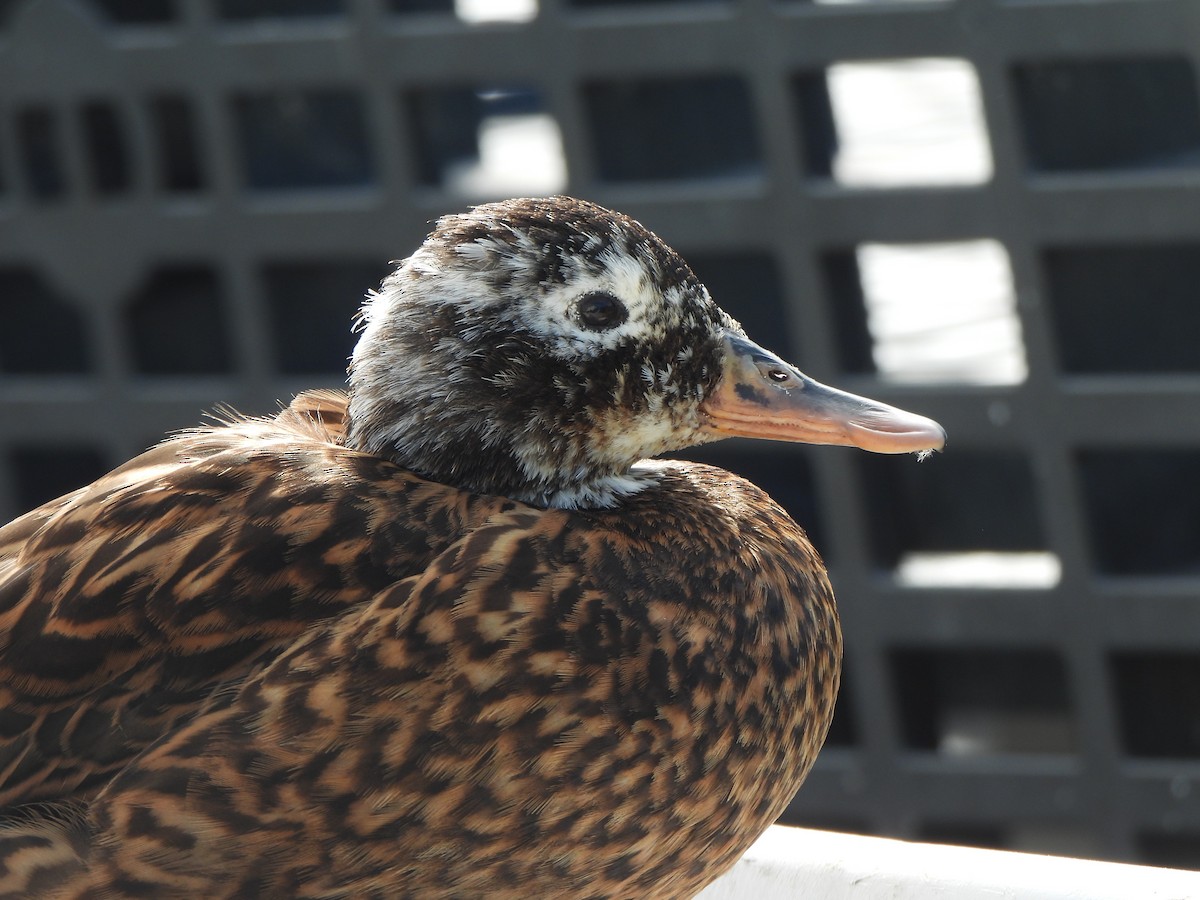Laysan Duck - ML636755497