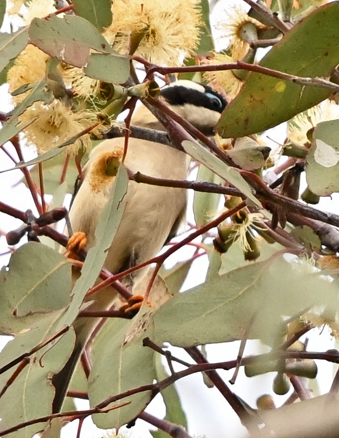 Black-chinned Honeyeater (Black-chinned) - ML636755498