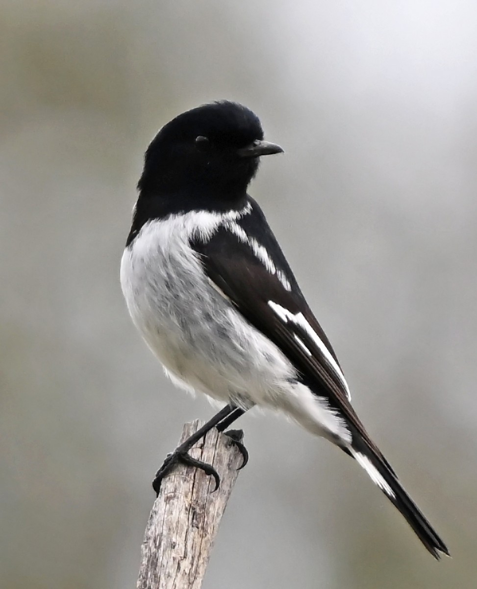 Hooded Robin - ML636755506