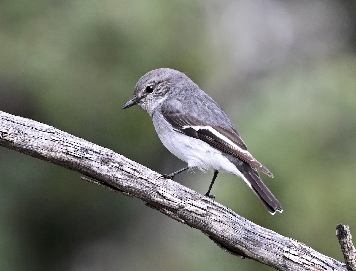 Hooded Robin - ML636755508