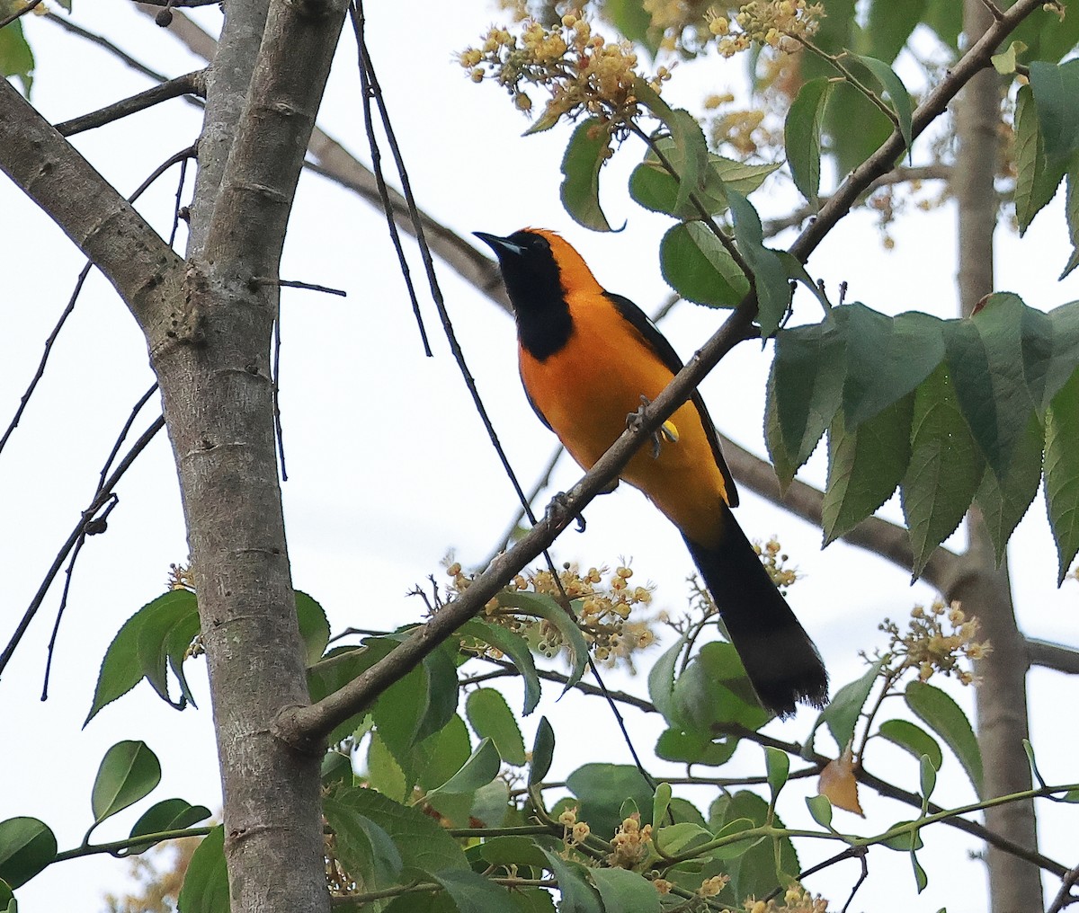 Hooded Oriole - ML636755514