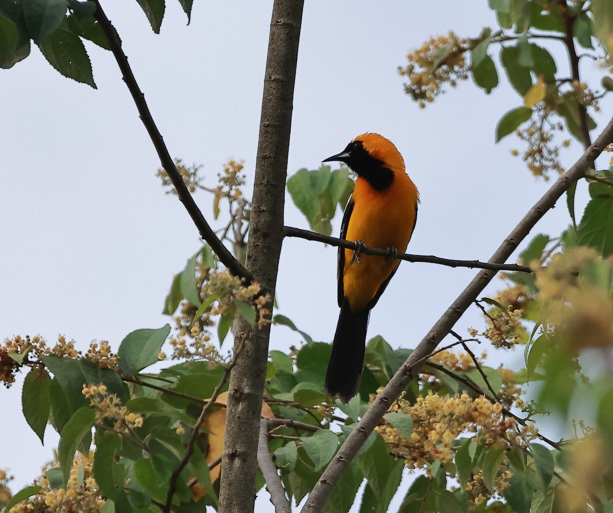 Hooded Oriole - ML636755515