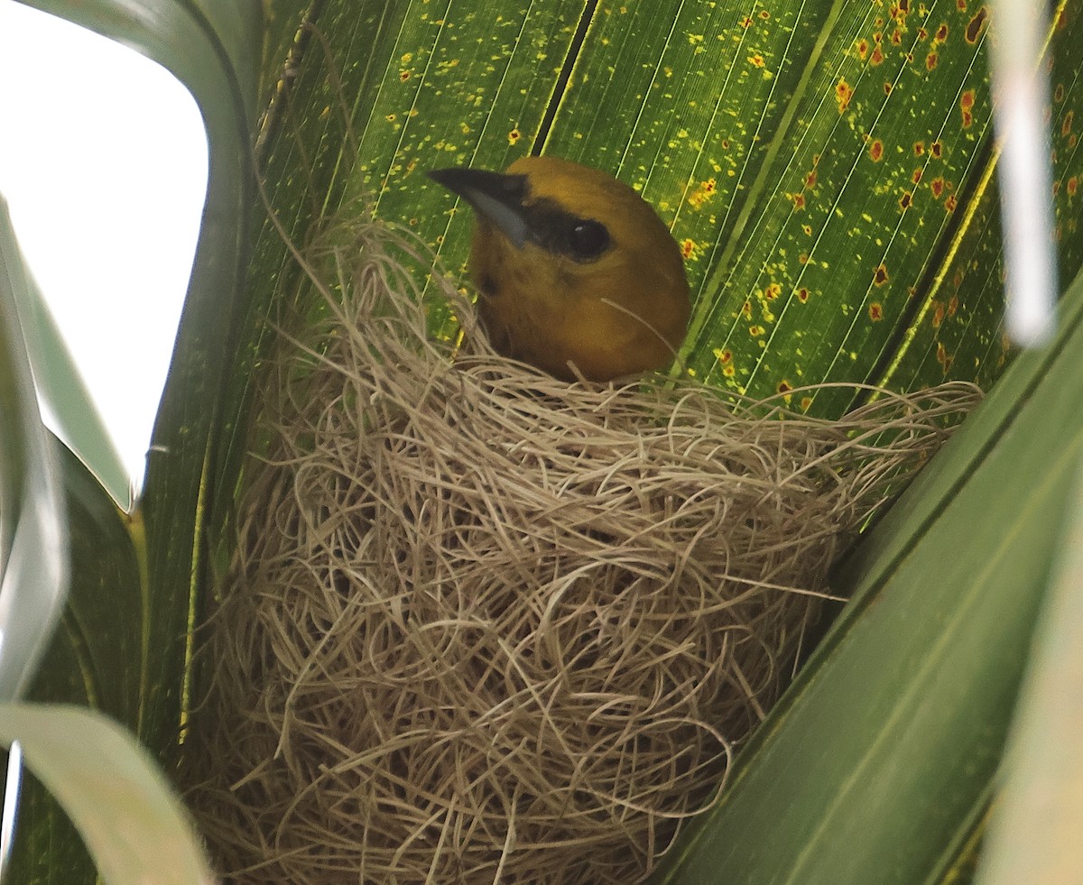 Hooded Oriole - ML636755516