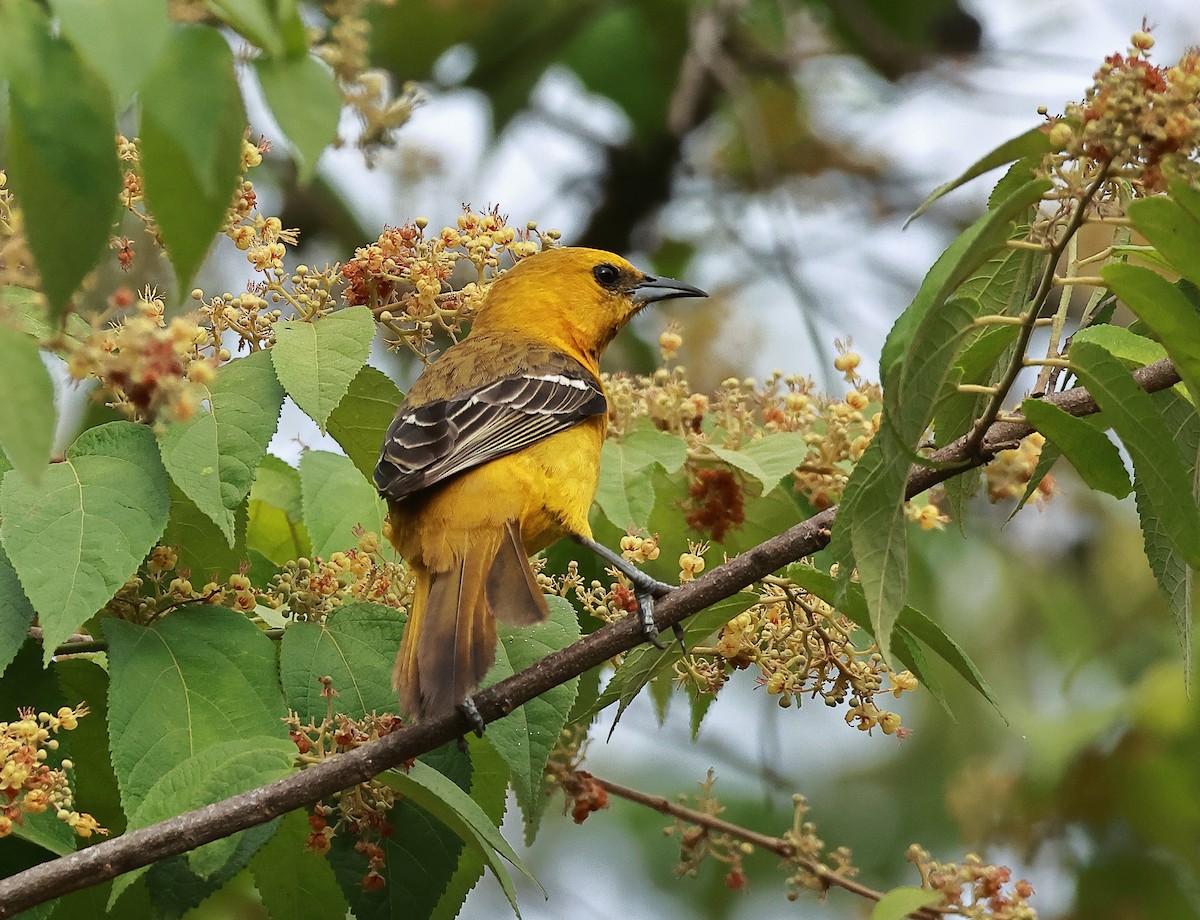 Hooded Oriole - ML636755517
