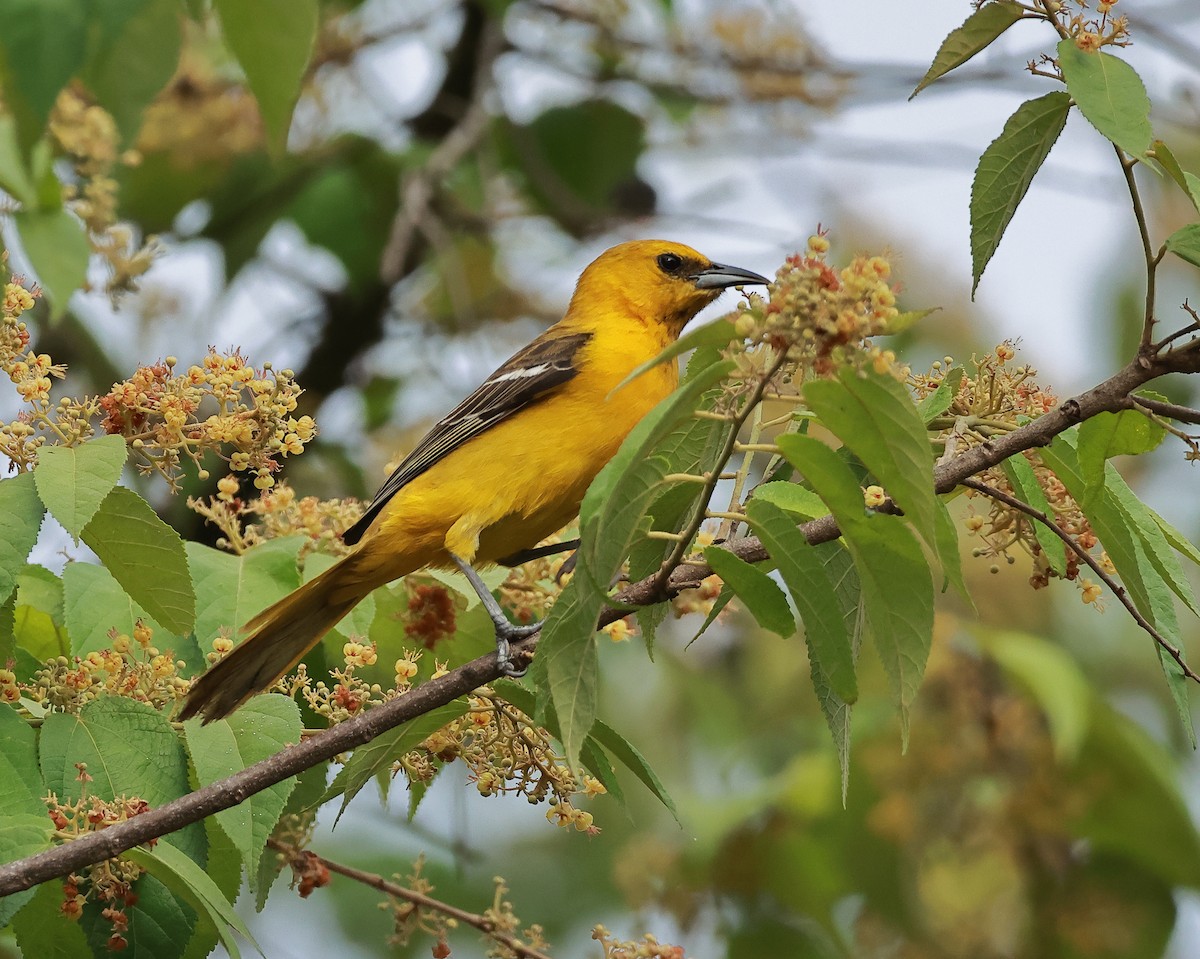 Hooded Oriole - ML636755518