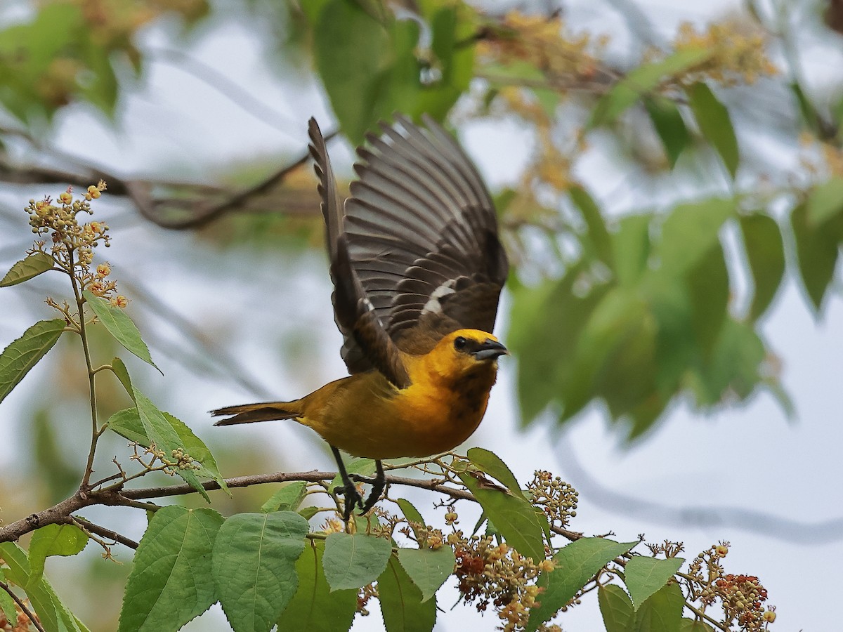 Hooded Oriole - ML636755520