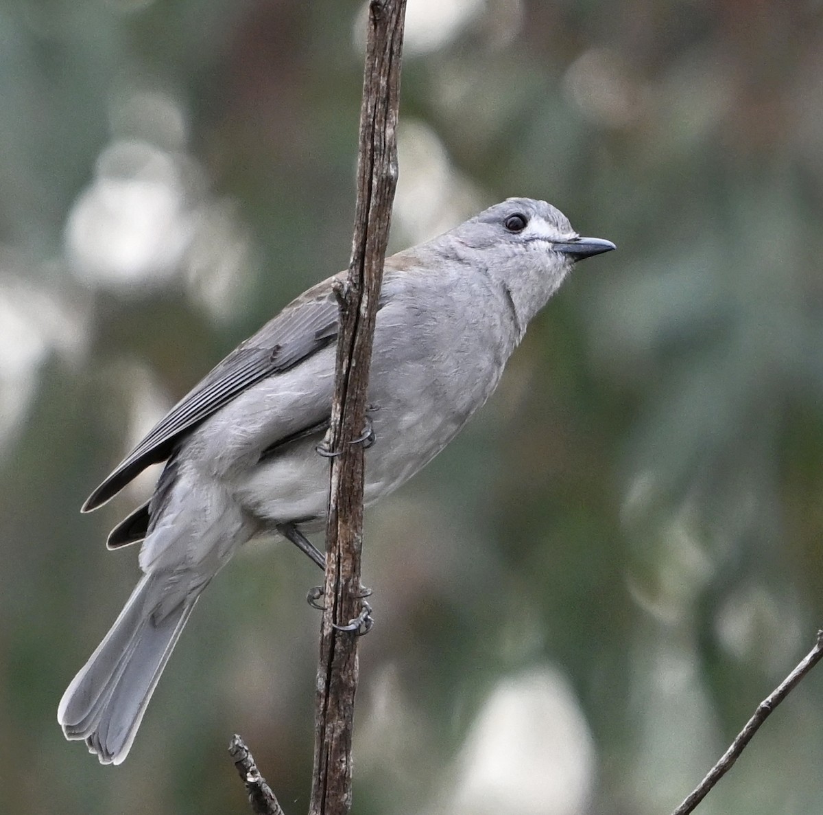 Gray Shrikethrush - ML636755526