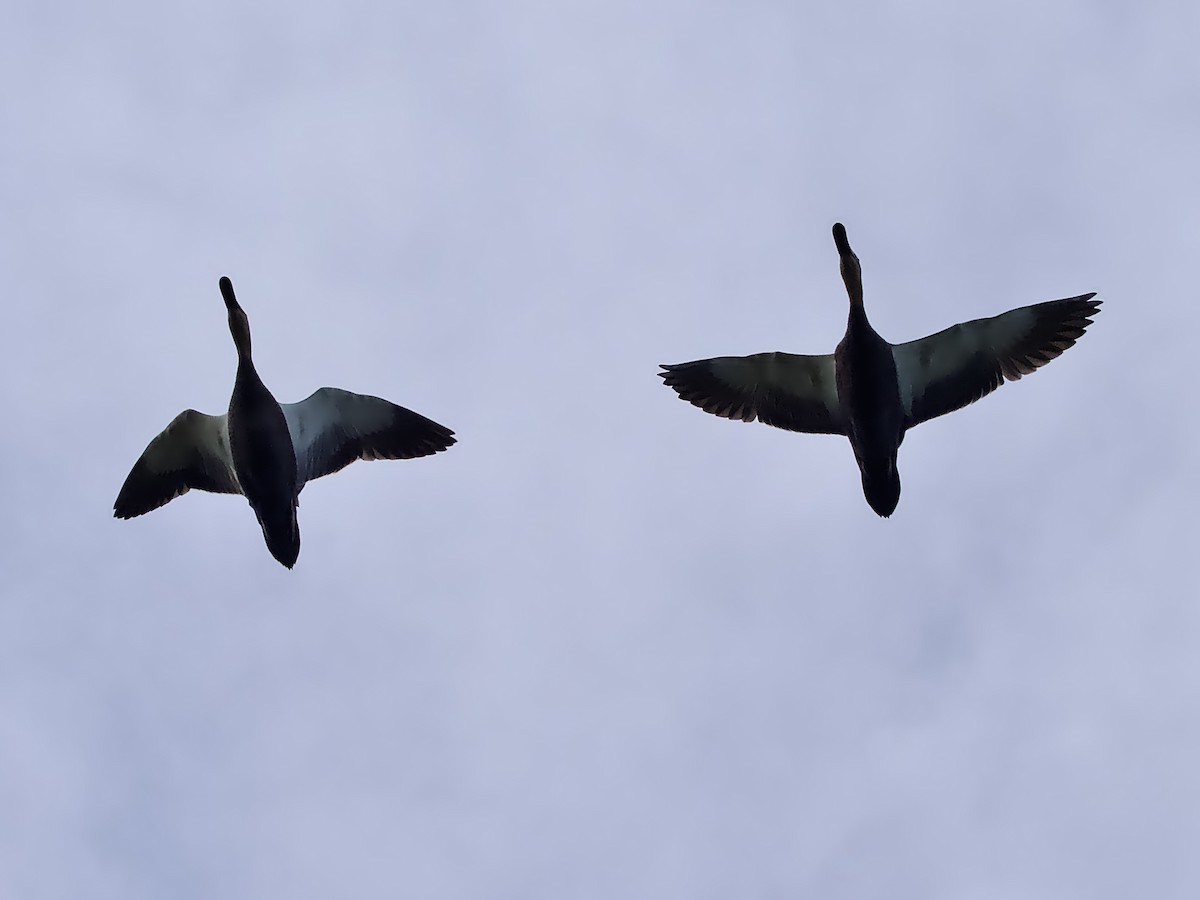 Pacific Black Duck - ML636755528