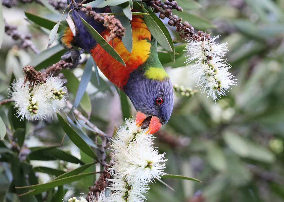Rainbow Lorikeet - ML636755536