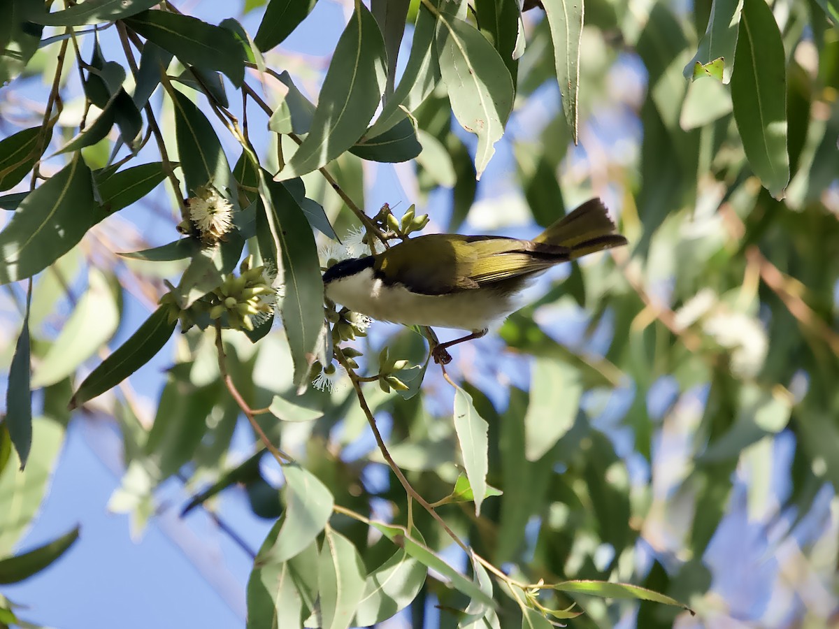 White-naped Honeyeater - ML636755541