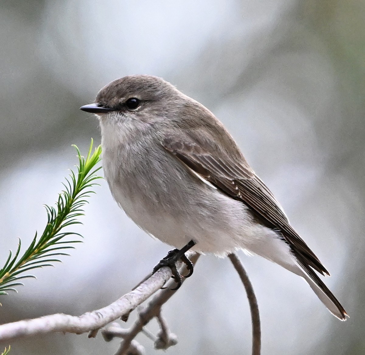 Jacky-winter - ML636755543