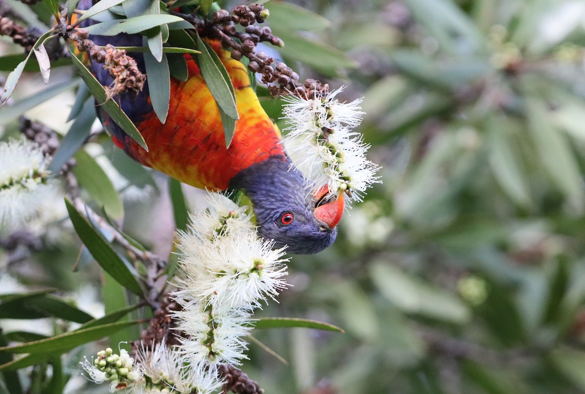 Rainbow Lorikeet - ML636755592