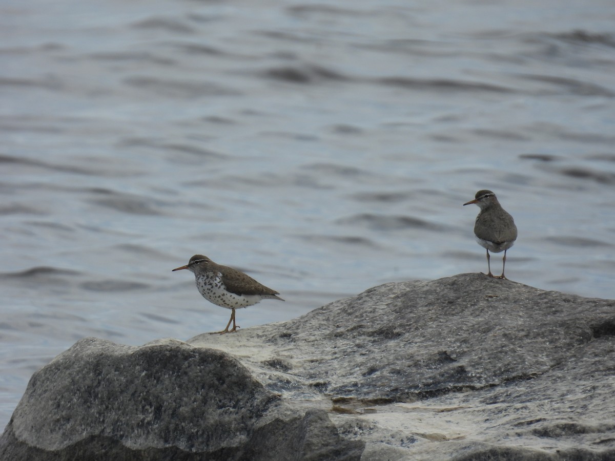Spotted Sandpiper - ML636755600