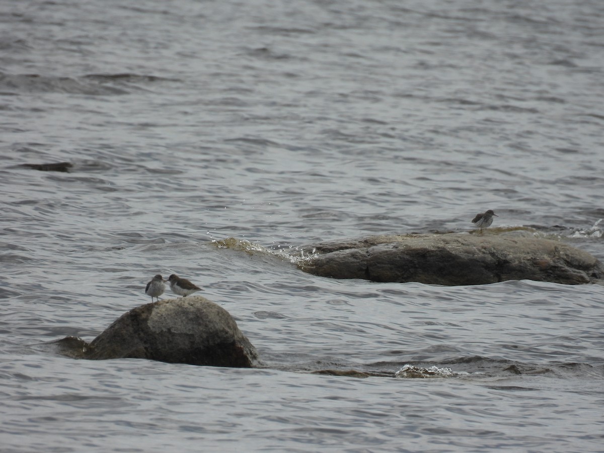 Spotted Sandpiper - ML636755608