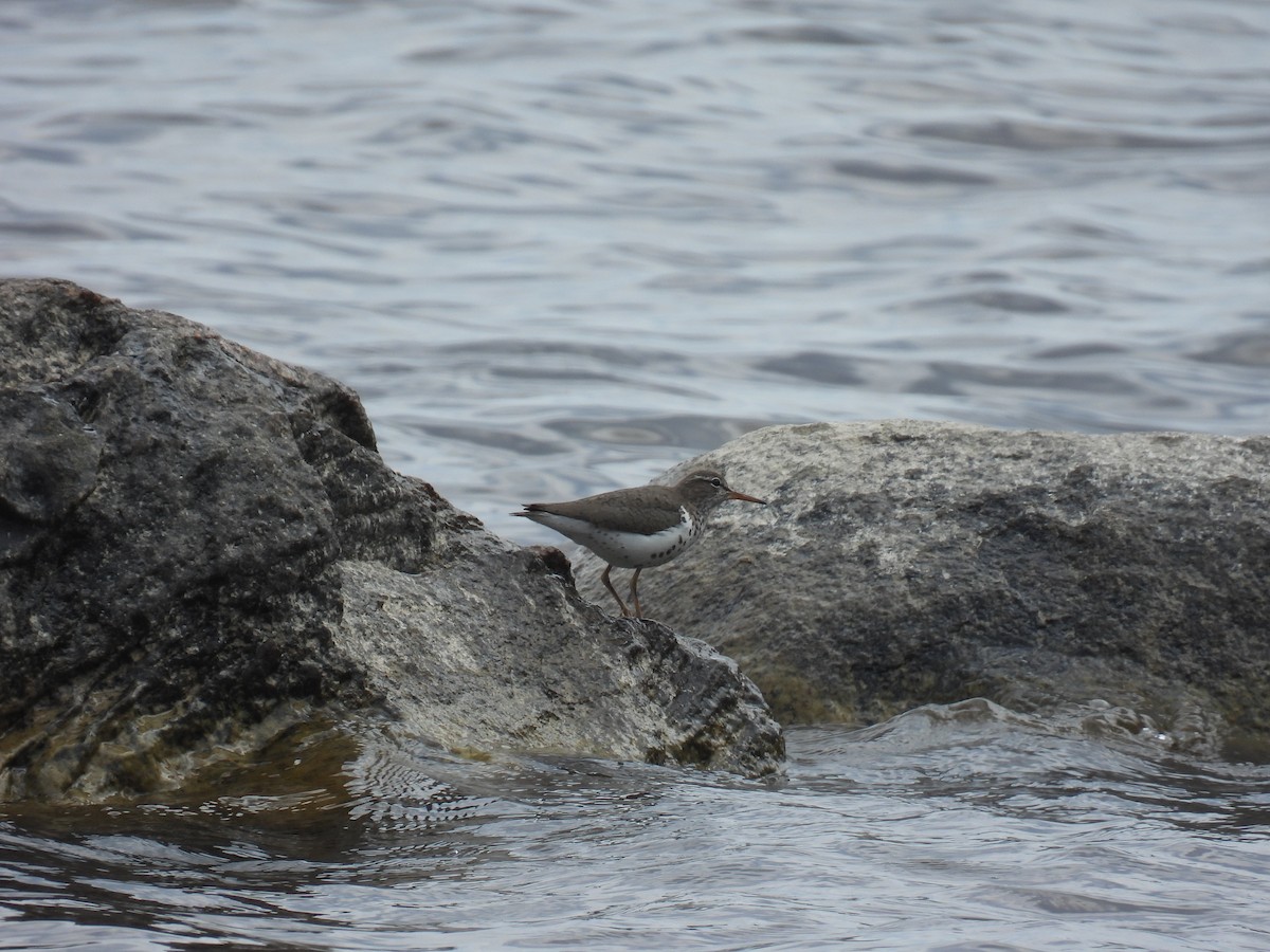 Spotted Sandpiper - ML636755614