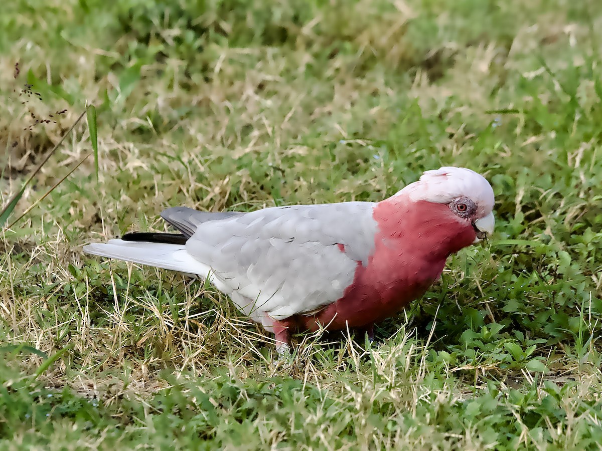 Galah - ML636755655