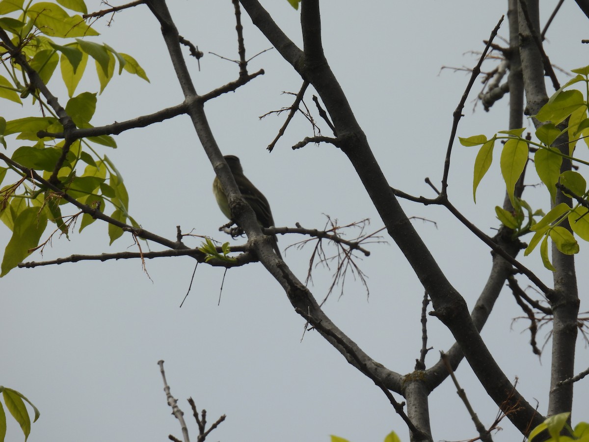 new world flycatcher sp. - ML636755671