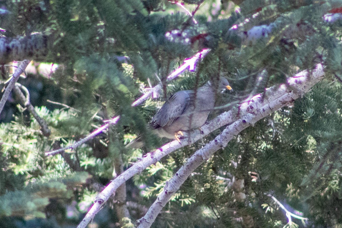 Bandtaube - ML636755716