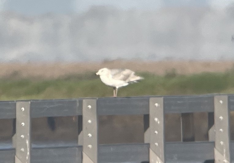 Glaucous-winged Gull - ML636755755
