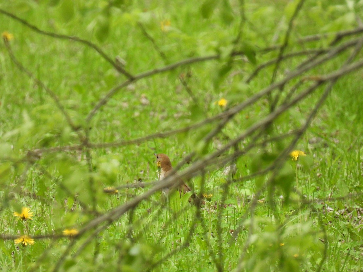 Veery - ML636755762