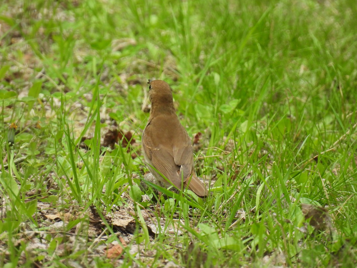 Veery - ML636755763