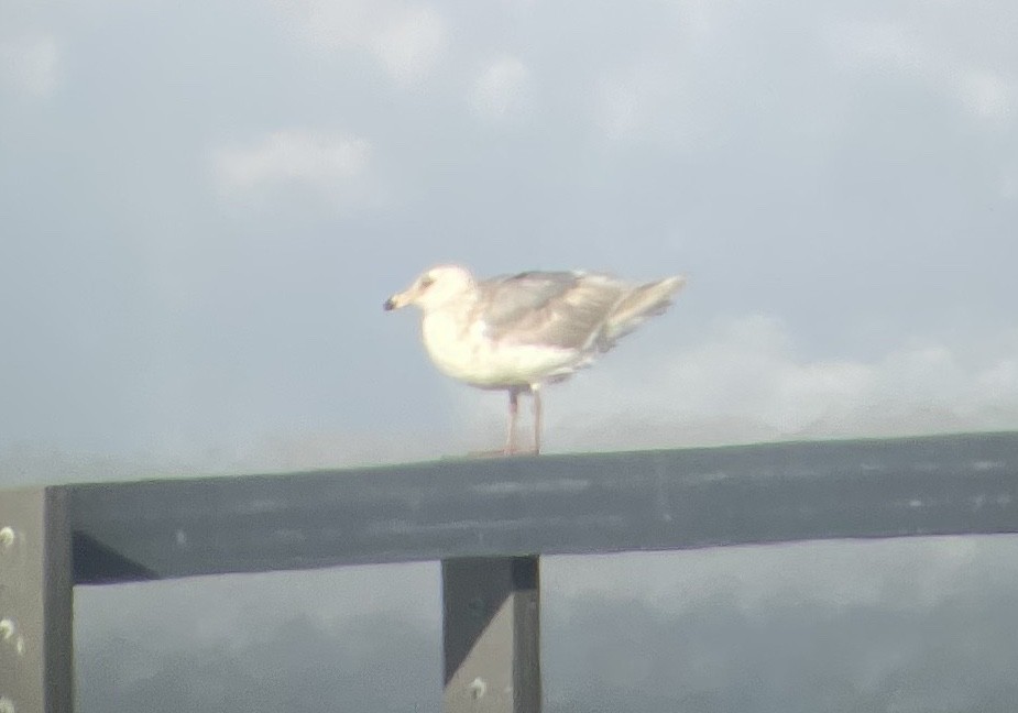 Glaucous-winged Gull - ML636755767